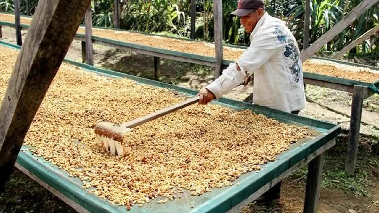 Il viaggio del caffè Mokaflor, dalle origini all’espresso